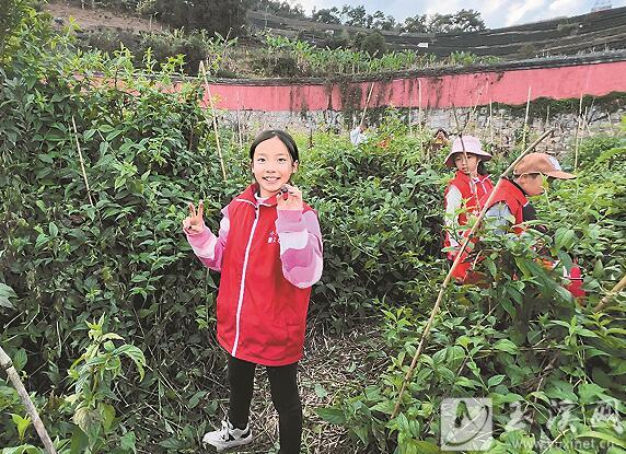 采摘紅果參。