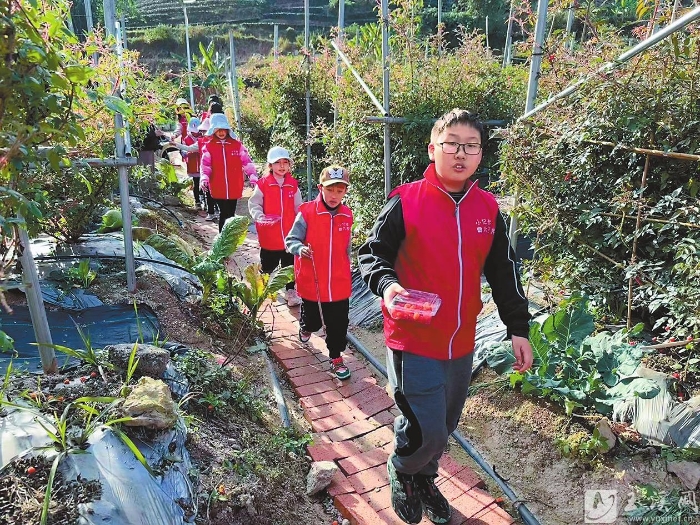 采摘奶油黃泡。