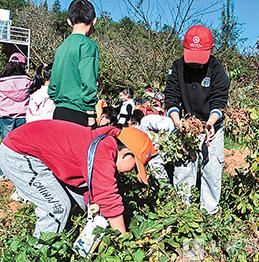 干勁十足拔花生。