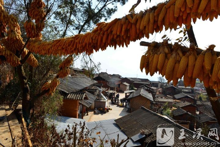 苗寨歲月靜好。通訊員 施永強 攝