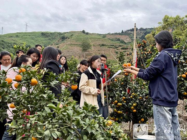 到柑橘地里進(jìn)行直播教學(xué)。