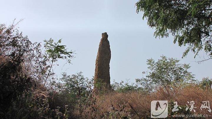 土柱拔地而起。