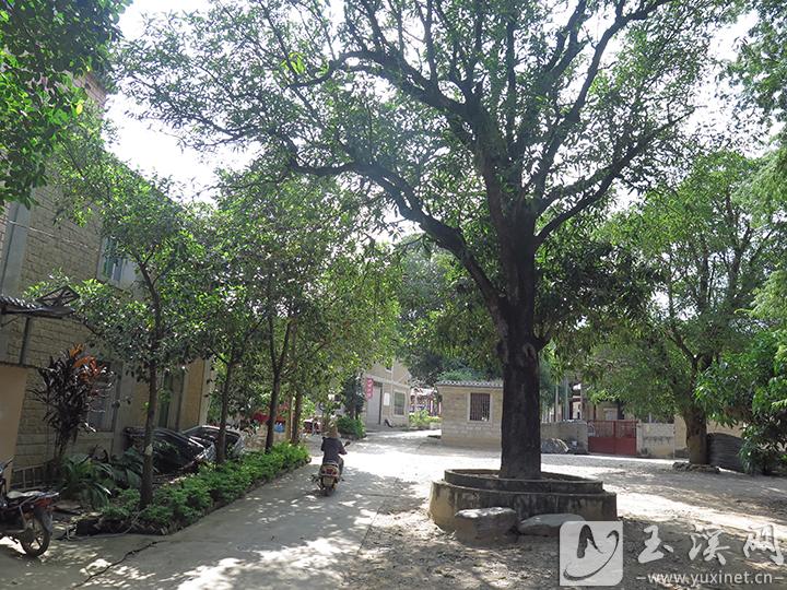 樹木掩映下的南薅村一角。