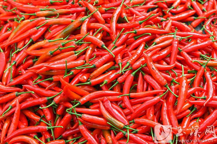 火紅美人椒。