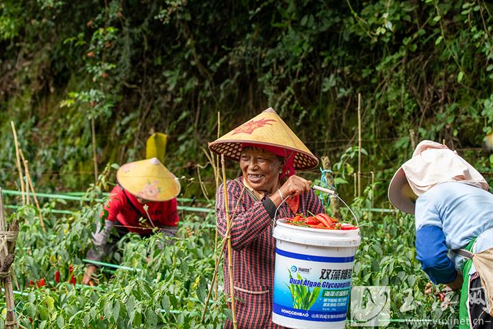 在家門口打工。