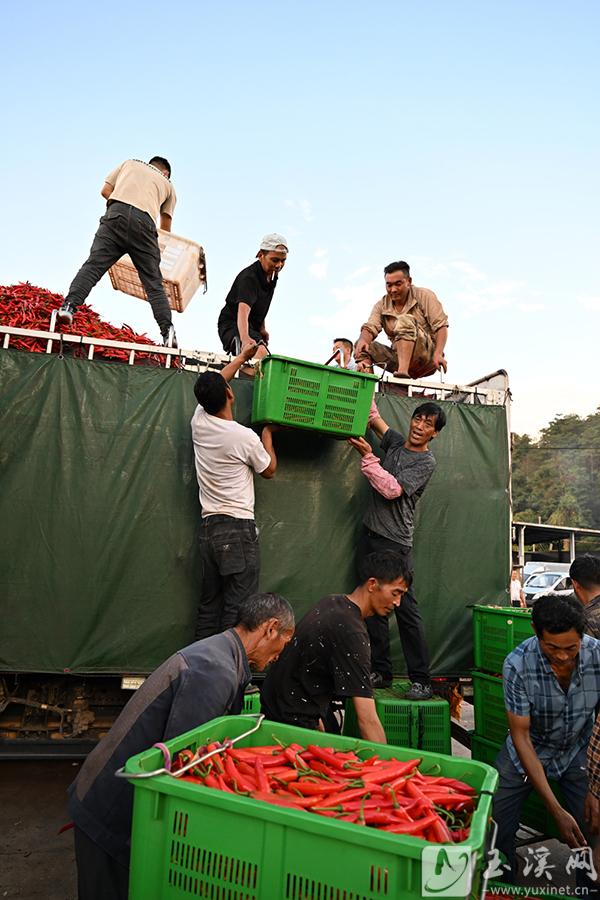 裝運(yùn)辣椒。