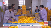 華寧牛山冰糖橙甜蜜上市 價(jià)格同比有所上漲